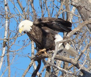 eagle